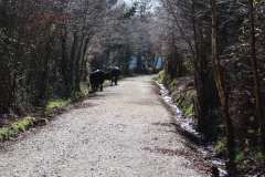 Day 13 - Lugo to Melide - 47.3km