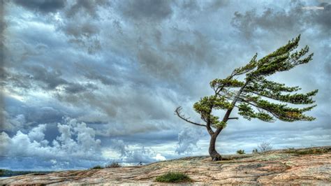 A tree bending in the wind, showing in a way how my soul yielded spiritually during my pilgrimage in Italy.